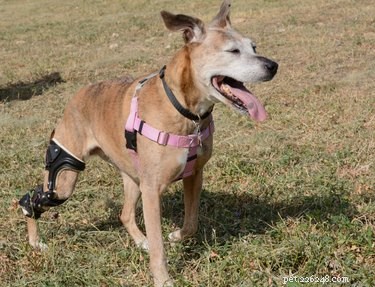 Understanding and Treating a Torn Hock Ligament in Dogs
