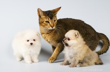 Trusted Home Treatments for Flea Allergy Dermatitis in Pets