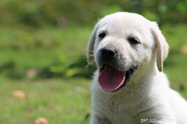 Understanding Your New Puppy’s Heart Rate: What’s Normal and When to Seek Help