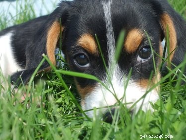 Post-Op Care Guide: Helping Your Dog Recover from Spay Surgery