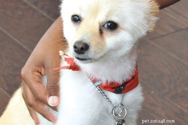 Professional Care Guide for a Dog’s Eye Bruise: Quick Steps & Vet Tips