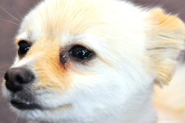 Professional Care Guide for a Dog’s Eye Bruise: Quick Steps & Vet Tips