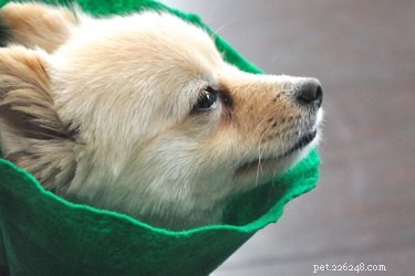 Professional Care Guide for a Dog’s Eye Bruise: Quick Steps & Vet Tips