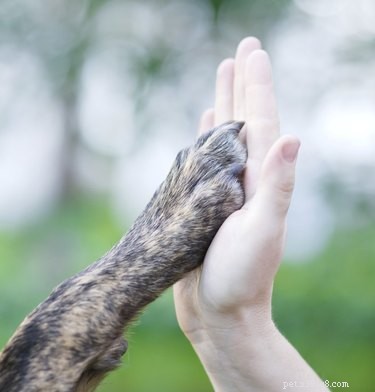 Managing Foot Sores in Dogs: Causes, Care, and Vet Guidance