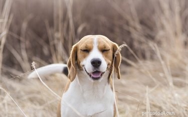 Stopping Reverse Sneezing in Dogs: Causes, Prevention, and Quick Relief