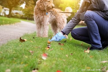 Identifying Worms in Your Dog’s Stool: A Trusted Guide for Pet Owners
