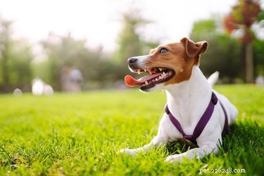 Understanding Dog-Transmitted Mites: Prevention and Care