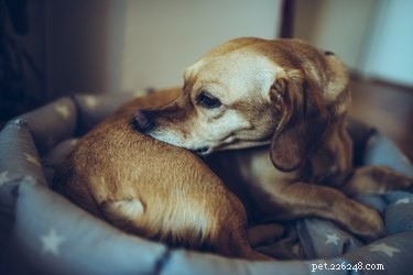 Understanding Dog-Transmitted Mites: Prevention and Care