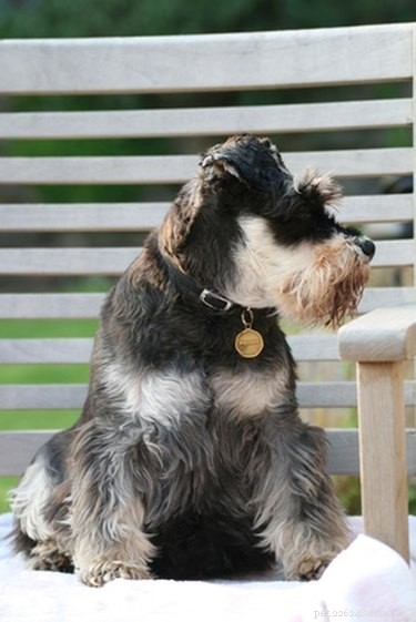 Effective Dietary Management for Dogs with Struvite Bladder Stones