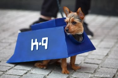 What to Expect From a Chorkie: A Chihuahua‑Yorkshire Terrier Hybrid