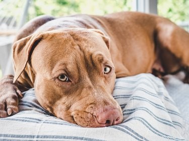 Pit Bull Eye Health: Common Conditions and Preventative Care