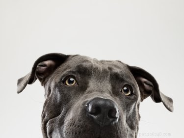 Pit Bull Eye Health: Common Conditions and Preventative Care