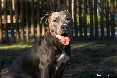 Pit Bull Eye Health: Common Conditions and Preventative Care