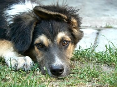 Understanding and Eliminating Unpleasant Dog Odors