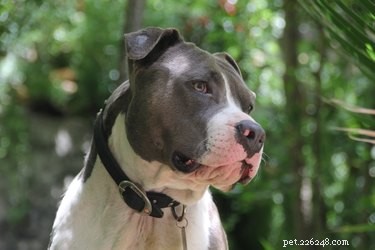 Pit Bull Pregnancy Guide: Signs, Care, and Health Tips