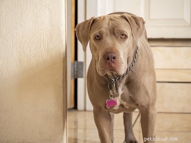 Pit Bull Pregnancy Guide: Signs, Care, and Health Tips