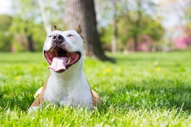 Pit Bull Pregnancy Guide: Signs, Care, and Health Tips