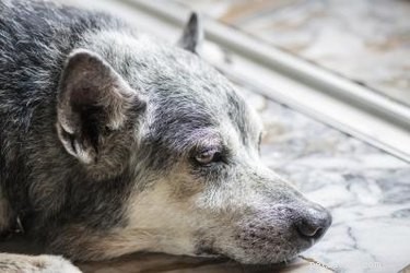 Early Detection of Tumors in Dogs: Key Symptoms to Watch For