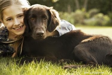 Early Detection of Tumors in Dogs: Key Symptoms to Watch For