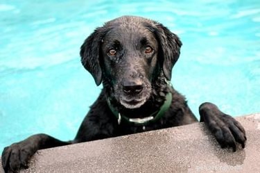 Early Detection of Tumors in Dogs: Key Symptoms to Watch For