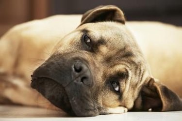 Early Detection of Tumors in Dogs: Key Symptoms to Watch For