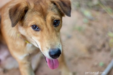 Mucus in Your Dog’s Urine: Causes, Symptoms, and When to Seek Veterinary Care