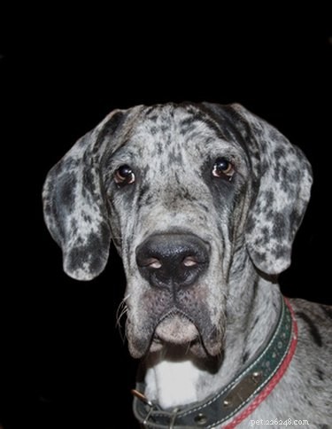 Great Dane Skin Disorders: Causes, Symptoms, and Care