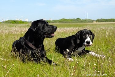 Great Dane Skin Disorders: Causes, Symptoms, and Care