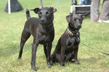 Great Dane Skin Disorders: Causes, Symptoms, and Care