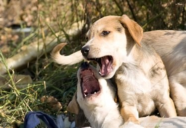 Great Dane Skin Disorders: Causes, Symptoms, and Care