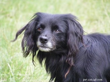 Why Your Dog Continues to Get Worms: Causes, Symptoms, and Prevention