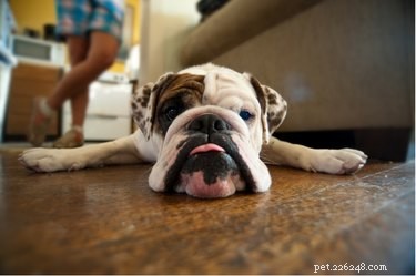 Tramadol in Dogs: Recognizing and Managing Aggressive Behavior Side Effects