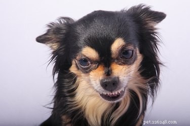 Tramadol in Dogs: Recognizing and Managing Aggressive Behavior Side Effects