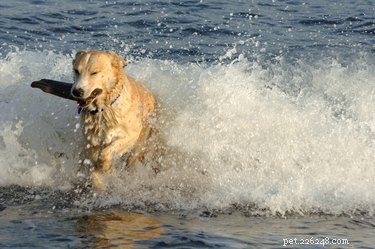 How Neutering Affects Your Dog s Growth: Size, Weight, and Hormonal Changes