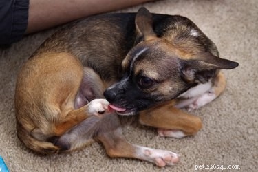 What Causes Persistent Paw Licking in Dogs: Symptoms, Diagnosis, and Relief