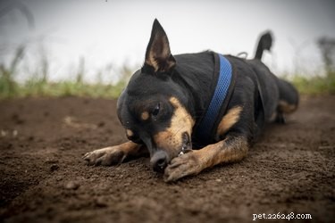 What Causes Persistent Paw Licking in Dogs: Symptoms, Diagnosis, and Relief