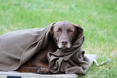 Shivering & Vomiting in Dogs: Recognizing Serious Health Risks