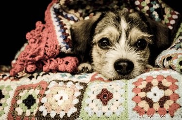 Shivering & Vomiting in Dogs: Recognizing Serious Health Risks