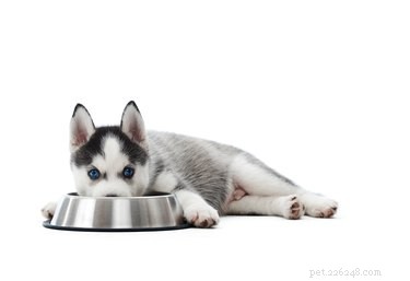 Shivering & Vomiting in Dogs: Recognizing Serious Health Risks