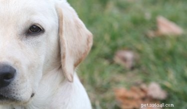 Shivering & Vomiting in Dogs: Recognizing Serious Health Risks