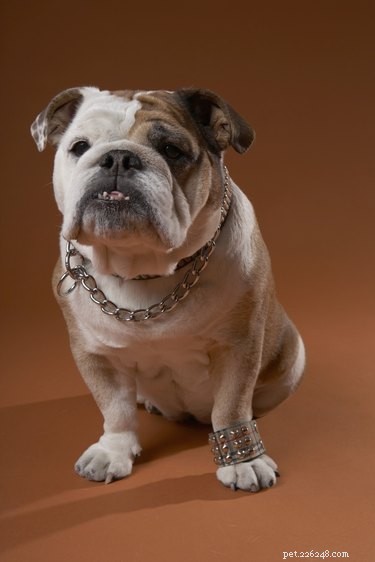Stop Bulldog Flatulence: Expert Tips for a Smell-Free Home