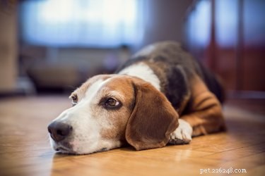 Exploring Effective Alternatives to Atopica for Canine Atopic Dermatitis