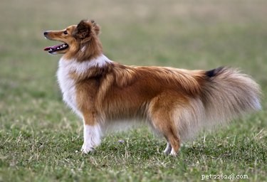 Sheltie Lifespan: How Long Do These Smart, Playful Dogs Live?