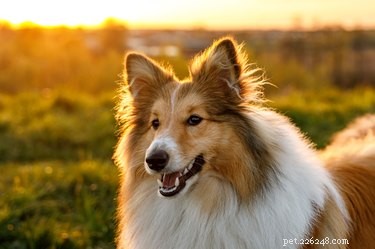 Sheltie Lifespan: How Long Do These Smart, Playful Dogs Live?