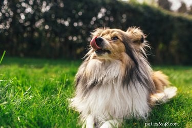 Sheltie Lifespan: How Long Do These Smart, Playful Dogs Live?