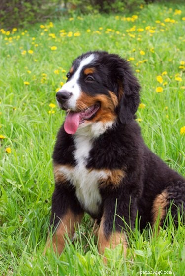 Understanding Why Dogs Lose Hair After Pregnancy