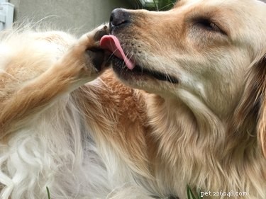 How to Identify and Treat Yeast Infections & Red Paws in Dogs