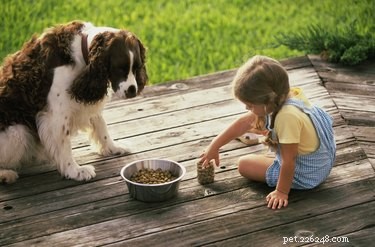 Chicken Meal Explained: The Protein Powerhouse in Quality Pet Food