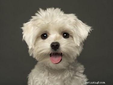 Bichon Frise Skin Care: Causes, Symptoms, and Expert Treatments