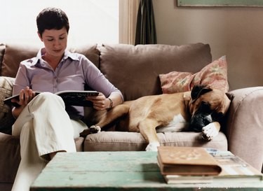 Common Skin Conditions in Boxer Dogs: Signs, Causes, and Care